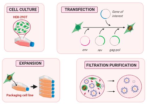 lv productions|production of lentiviral vectors.